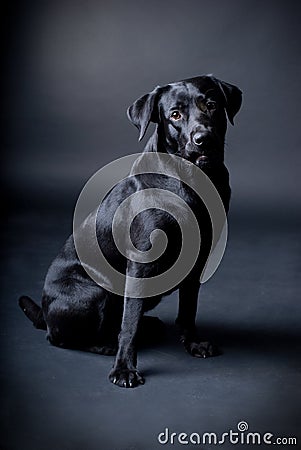 Black labrador Stock Photo