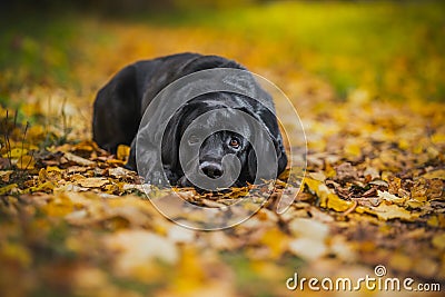 Black labrador autumn in nature, vintage Stock Photo