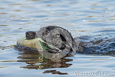 Black Labrador Stock Photo