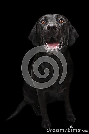 Black Labrador dog Stock Photo