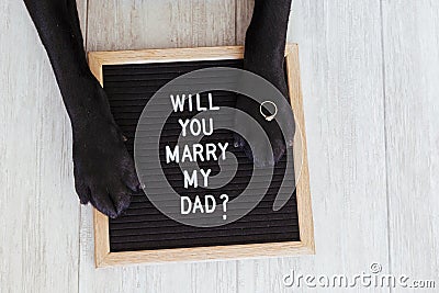 Black labrador dog lying on the floor with a weeding ring on his paw. Wedding concept.Pets indoors Stock Photo