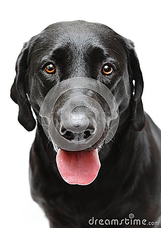 Black Labrador dog Stock Photo