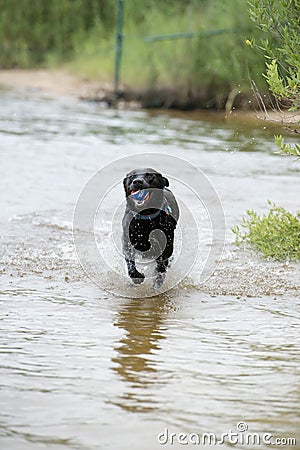 Black Labrador Dog Playing in the Water Editorial Stock Photo