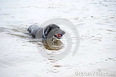 Black Labrador Dog Playing in the Water Editorial Stock Photo