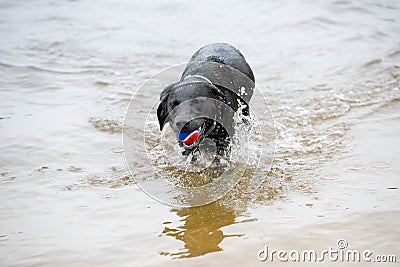 Black Labrador Dog Playing in the Water Editorial Stock Photo