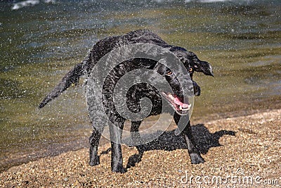 Black labrador dog shakes water Stock Photo