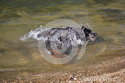 Black labrador dog shakes water Stock Photo