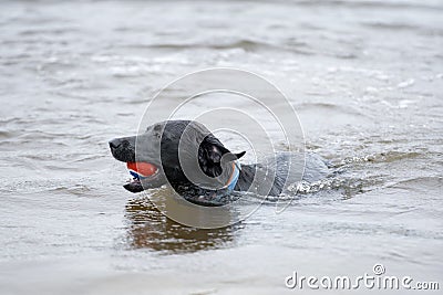 Black Labrador Dog sitting on the shore of a pond Editorial Stock Photo