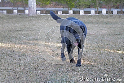 Black Labrador dog walking on ground, green grass Stock Photo