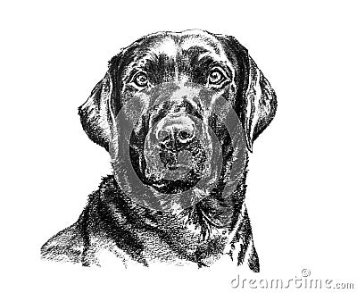 Black labrador illustration Stock Photo