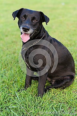 Black Labrador portrait Stock Photo