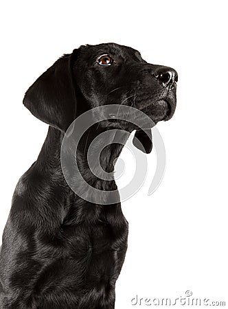 Black Labrador Puppy Stock Photo