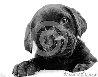 Black Labrador Puppy Stock Photo