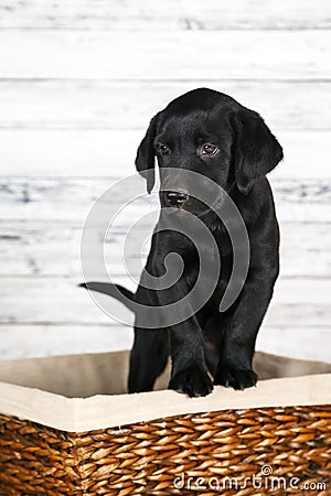 Adorable Black Lab Puppy Stock Photo