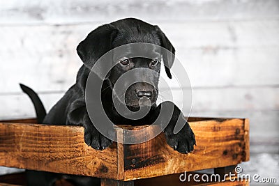 Adorable Black Lab Puppy Stock Photo