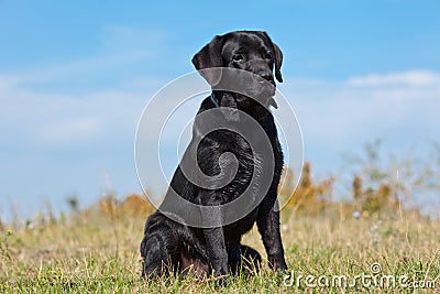Black labrador retriever Stock Photo