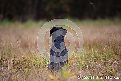 Black labrador retriever Stock Photo