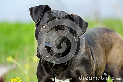 Black Labrador Retriever Bulldog mixed breed dog Stock Photo