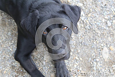 Black labrador retriever in Chartierville, Quebec, Canada Stock Photo