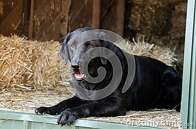 Black Labrador Retriever Dog in Hay Barn Stock Photo