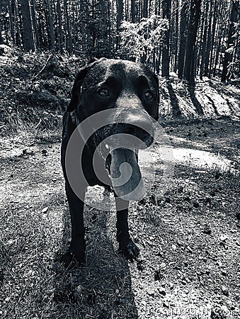 Black labrador retriever in forrest on a sunny summer day Stock Photo