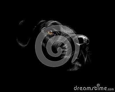 Black labrador Retriever Vector Illustration