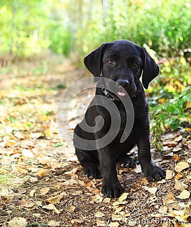 Black labrador retriever puppy Stock Photo