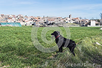 Black Labrador Retriever with a red collar standing in grassland with a city on background Stock Photo