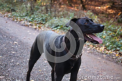 Black labrador retriever with slobber on his neck Stock Photo