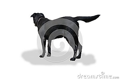 Dog labrador retriever standing on side views on white background. with clipping paths Stock Photo