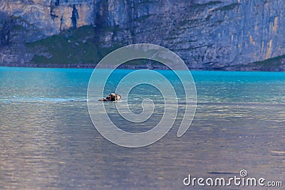 Black labrador retriever swimming in Oeschinen lake (Oeschinensee) near Kandersteg in Bernese Oberland, Switzerland Stock Photo