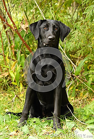 Black Labrador Retriever watching for a command to retrieve Stock Photo