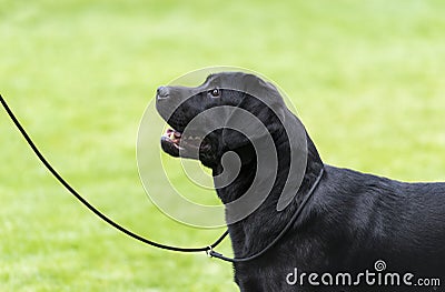 Black labrador staying on the grass. Stock Photo