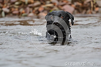 Black Labrador swimming in the water Stock Photo