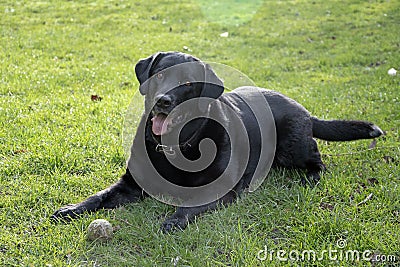Black labrador waits with ball on green lawn Stock Photo