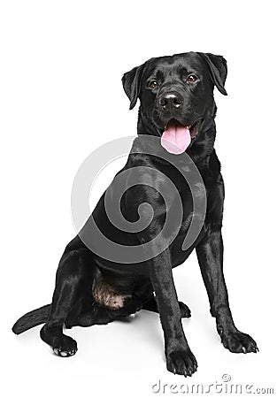 Black Labrador on a white background Stock Photo