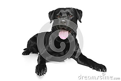 Black Labrador on a white background Stock Photo