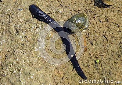 Leech and snail in swamp in spring, Lithuania Stock Photo