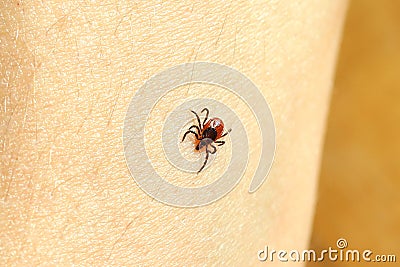 Black legged deer tick Stock Photo