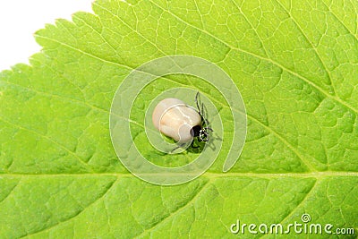 Black legged deer ticks on a leaf Stock Photo