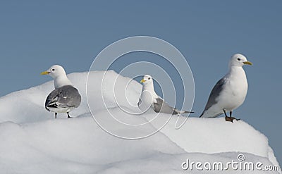 Black-legged Kittiwake on iceberg Stock Photo