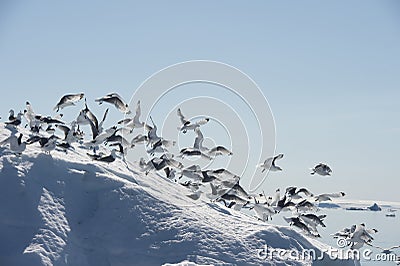 Black-legged Kittiwake on iceberg Stock Photo