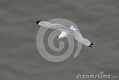 Black-legged Kittiwake - Rissa tridactyla in flight. Stock Photo