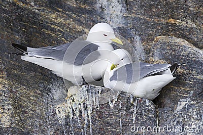 Black-legged Kittiwakes (Rissa tridactyla) nesting Stock Photo