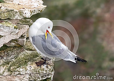 Black-legged Kittiwake - Rissa tridactyla preening, Yorkshire Stock Photo