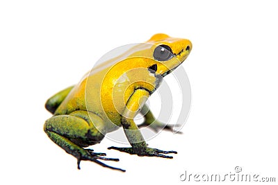 Black-legged poison frog on white Stock Photo