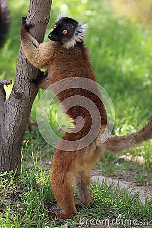 Black lemur Stock Photo