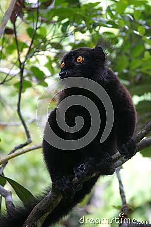 Black lemur Stock Photo