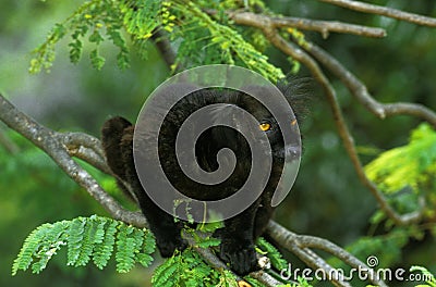 Black Lemur, eulemur macaco, Male standing on Branch Stock Photo