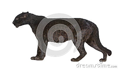 Black Leopard (6 years) Stock Photo